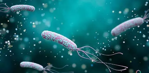 Бактерии Helicobacter pylori - Алкоклиник